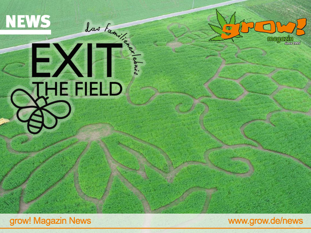 Österreich Ausflugstipp HanfLabyrinth „Exit the Field“ in Haid